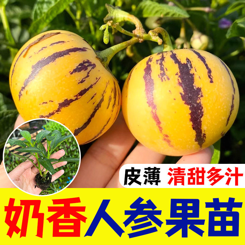 人参果生树苗四季盆栽秧南