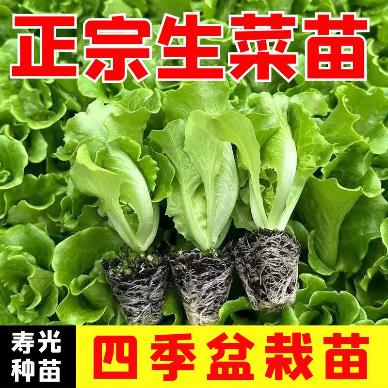 绿生菜秧苗种籽丝瓜黄大粉