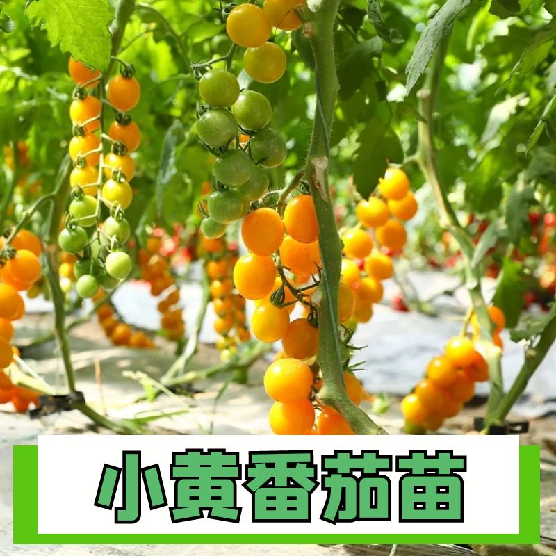 四季小黄番茄苗子阳台盆栽
