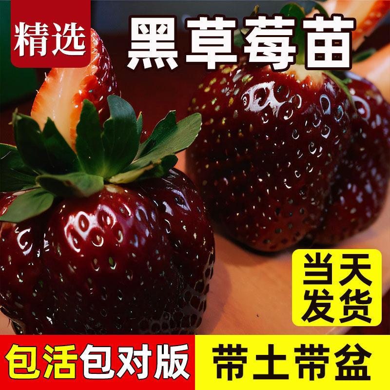 黑珍珠红颜奶油草莓苗四季