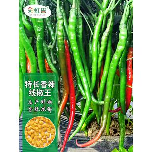 香辣线椒王种子二荆条辣椒种籽孑苗四季海椒秧春盆栽蔬菜南方大全