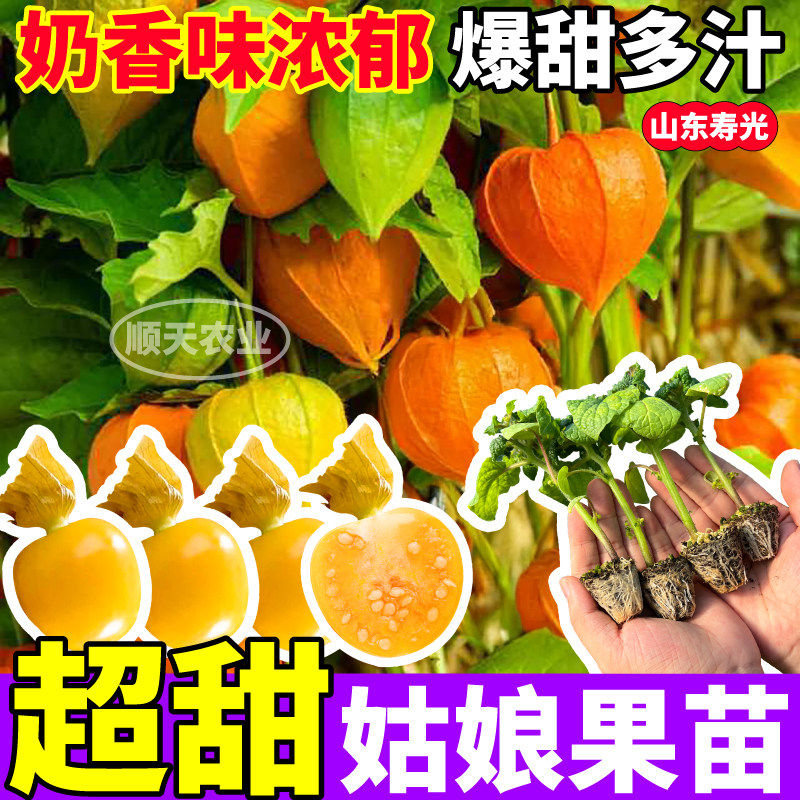 超甜姑娘果苗秧奶香多汁四