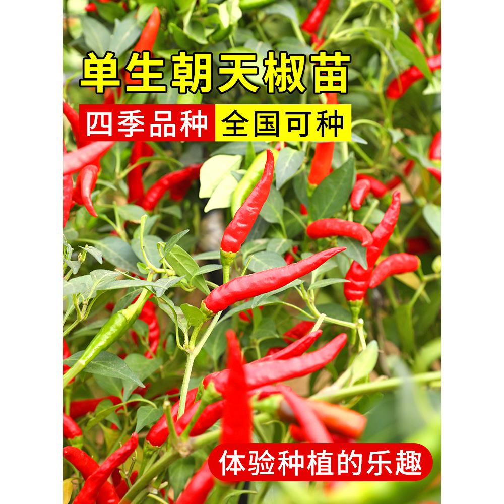 寿光大果单生朝天椒苗秧种