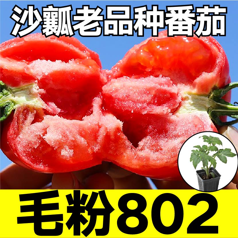 寿光沙瓤爆甜大果粉802番