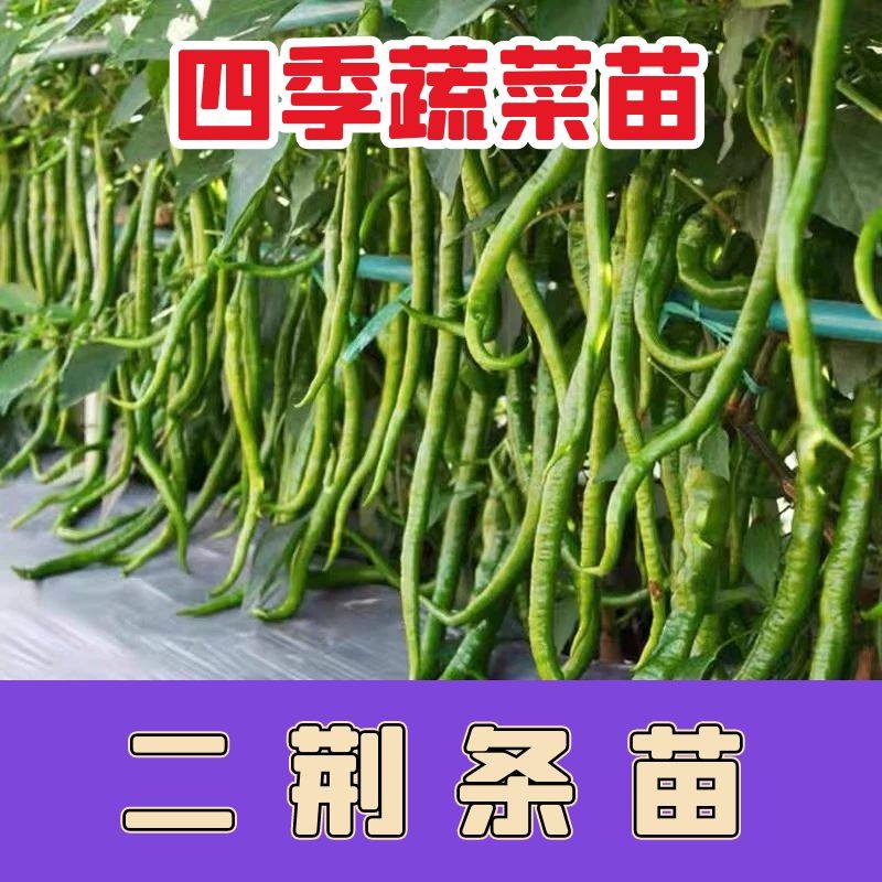 线椒超辣高产盆栽杭水果二
