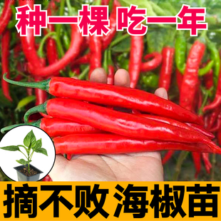 山东寿光高产海椒苗秧苗美人椒青红两用辣椒种子线椒盆栽阳台四季