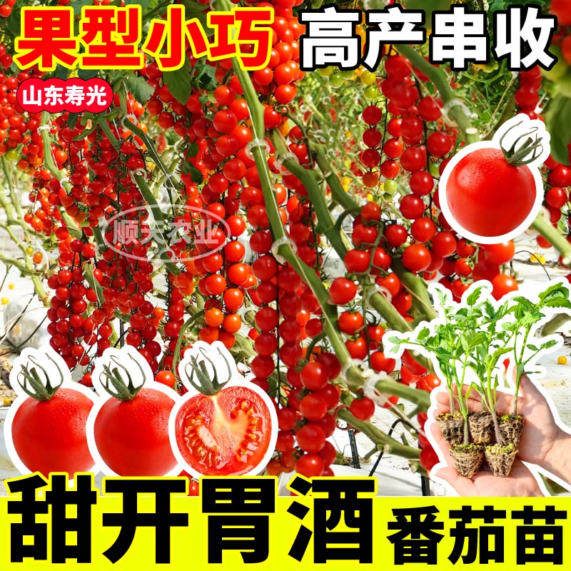 寿光甜开胃酒番茄苗秧高产