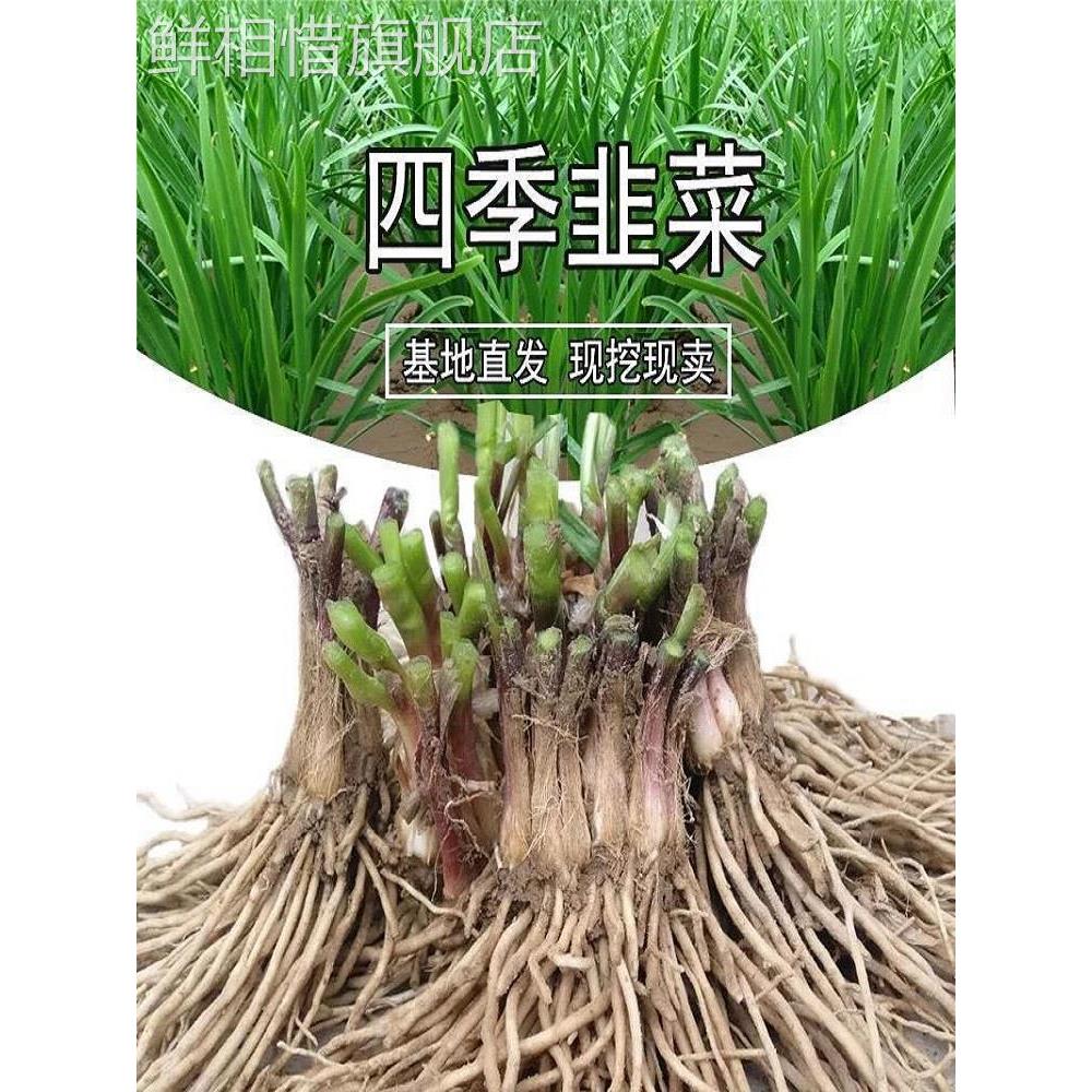 紫根宽叶大韭菜50颗苗可吃