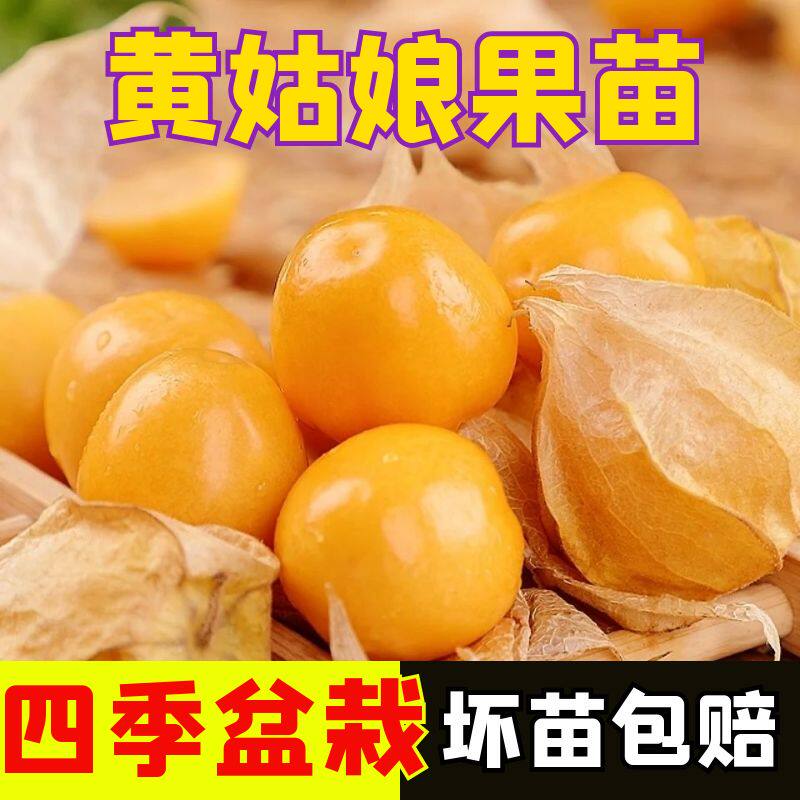 大果超甜金姑娘果苗秧带土球紫色黄色东北姑娘果秧苗春秋四季盆栽
