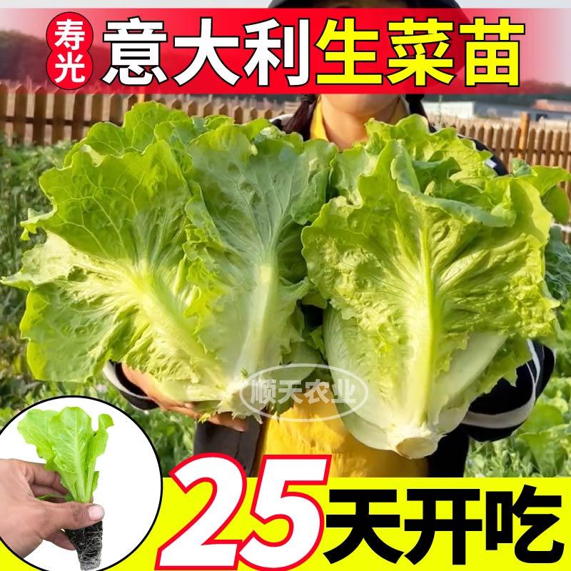 生菜意大利苗秧穴盘带土盆