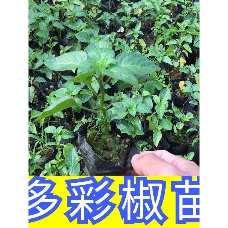 可食用彩椒盆栽辣苗带花五