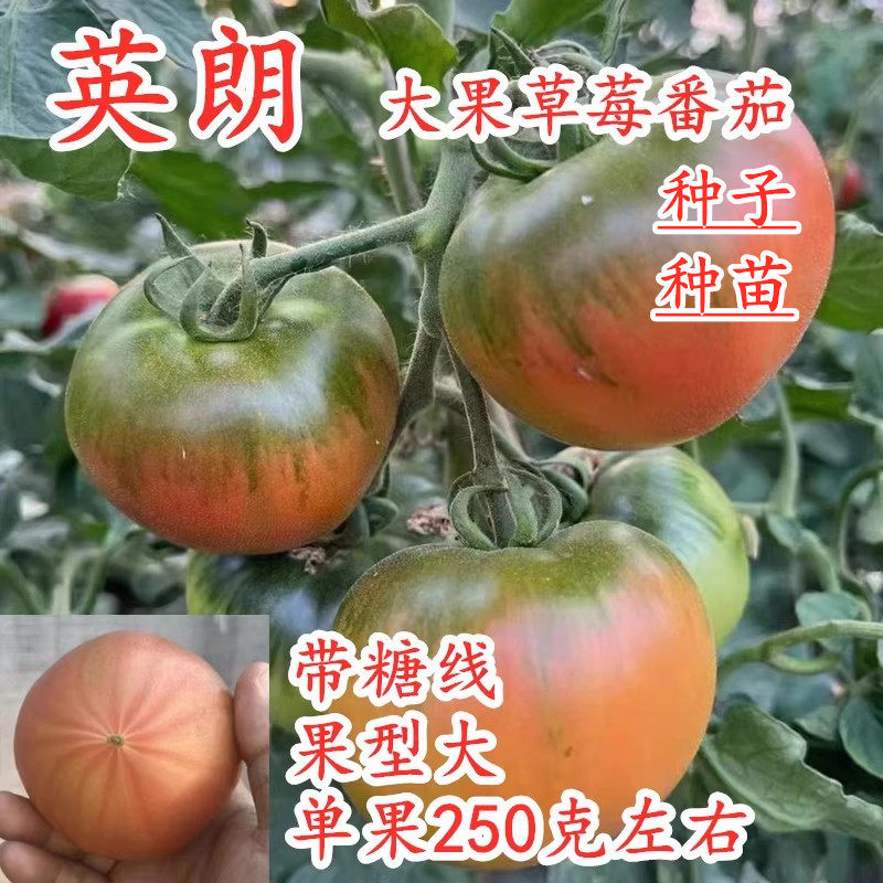 草莓番茄种子嘎啦果绿肩绿腚西红柿种籽丹东铁皮柿子番茄苗子英朗