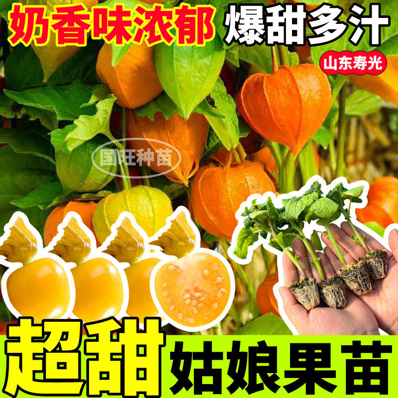 寿光超甜姑娘果苗秧四季高