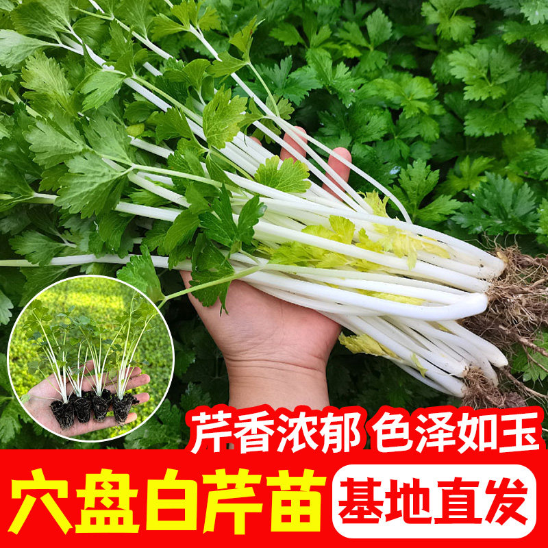 白芹菜种苗雪子玻璃脆籽杆