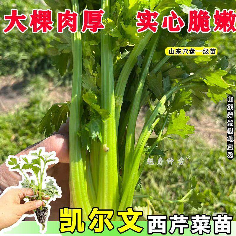 嫩脆高产皇后芹莱苗秧早熟
