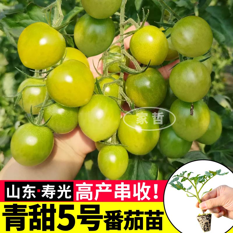 山东寿光青甜5号苗秧绿宝