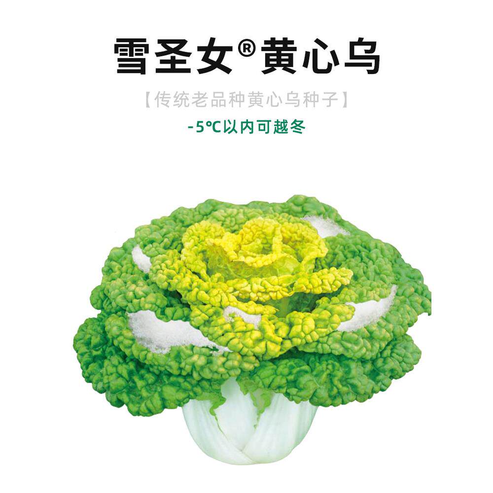 雪里金花黄心乌种子塌菜菊