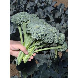 西兰苔种子四季种籽西兰花适合冬天种的菜苗阳台苗冬季蔬菜孑秧苗