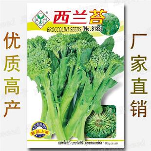 西兰苔一号种子种籽西兰花芥蓝芥兰菜心四季阳台种菜盆栽蔬菜种孑