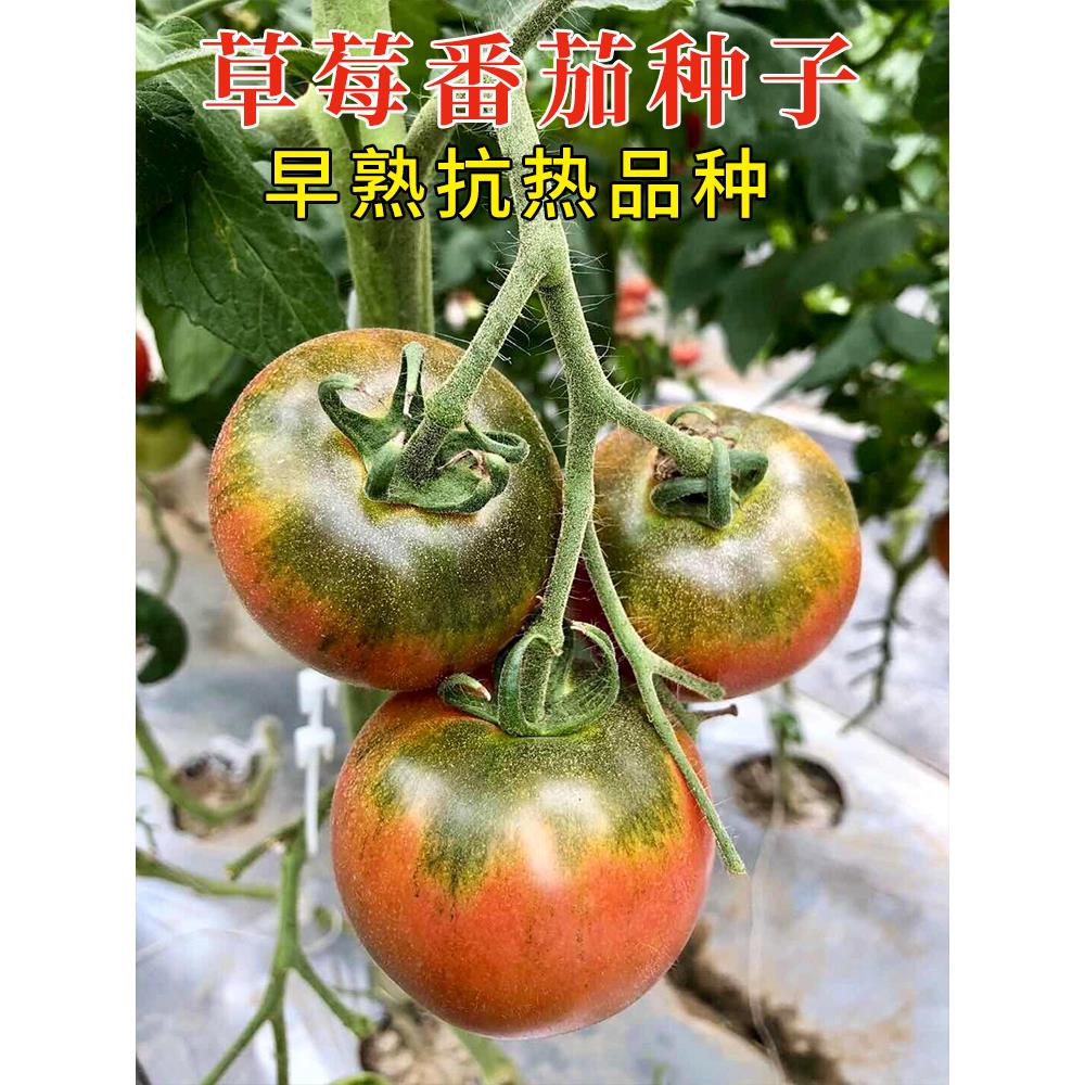 铁皮草莓柿子种籽大全四季