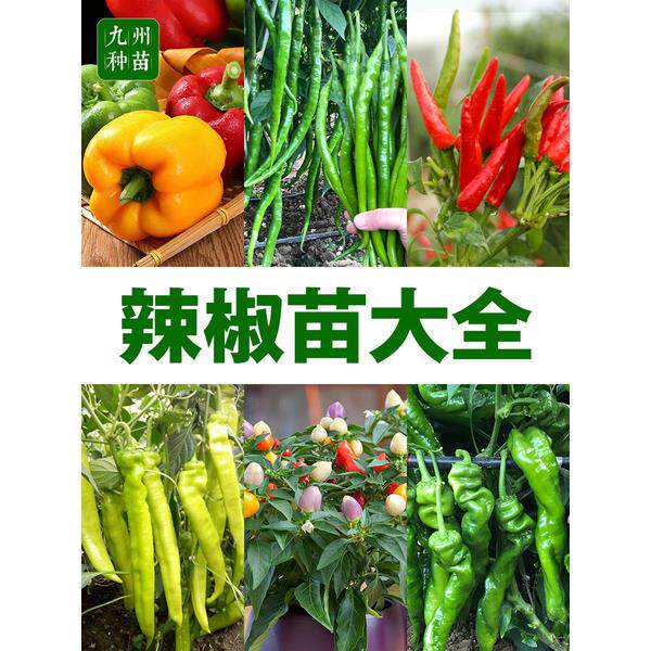 各种辣椒苗秧小朝天线螺丝