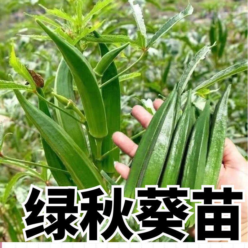 黄秋葵秧苗苗子四季高产正宗苗