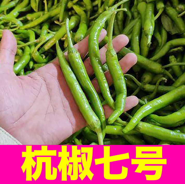 山东寿光杭椒七号苗秧带土