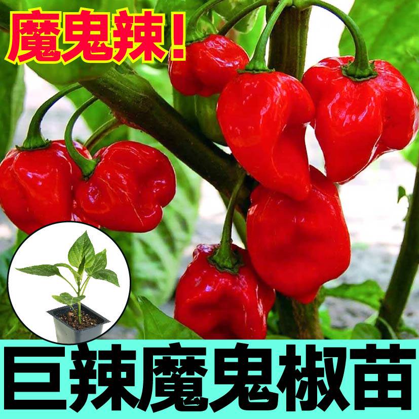 爆辣印度红黄魔鬼椒苗秧变