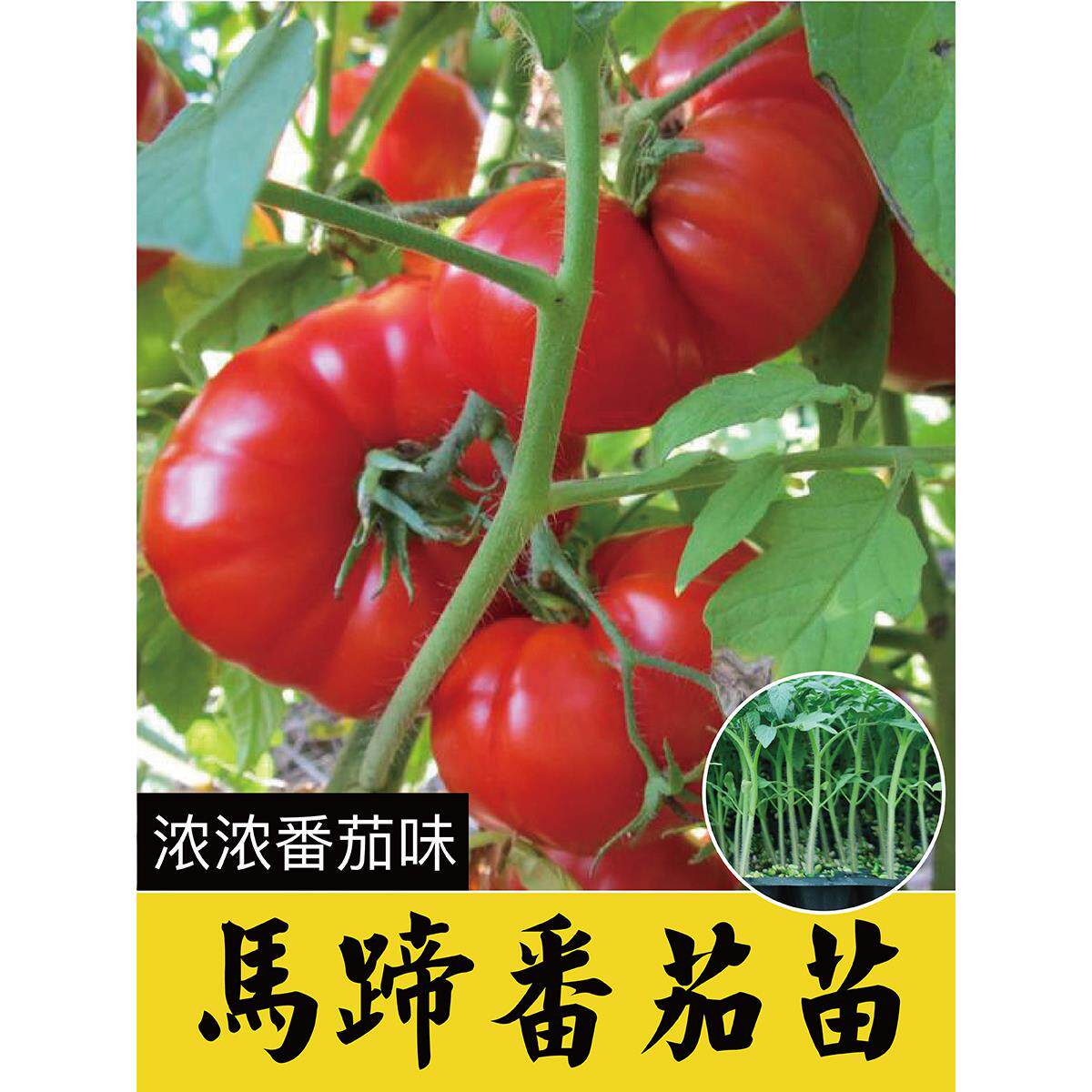黑马蹄番茄苗潮汕老品种大