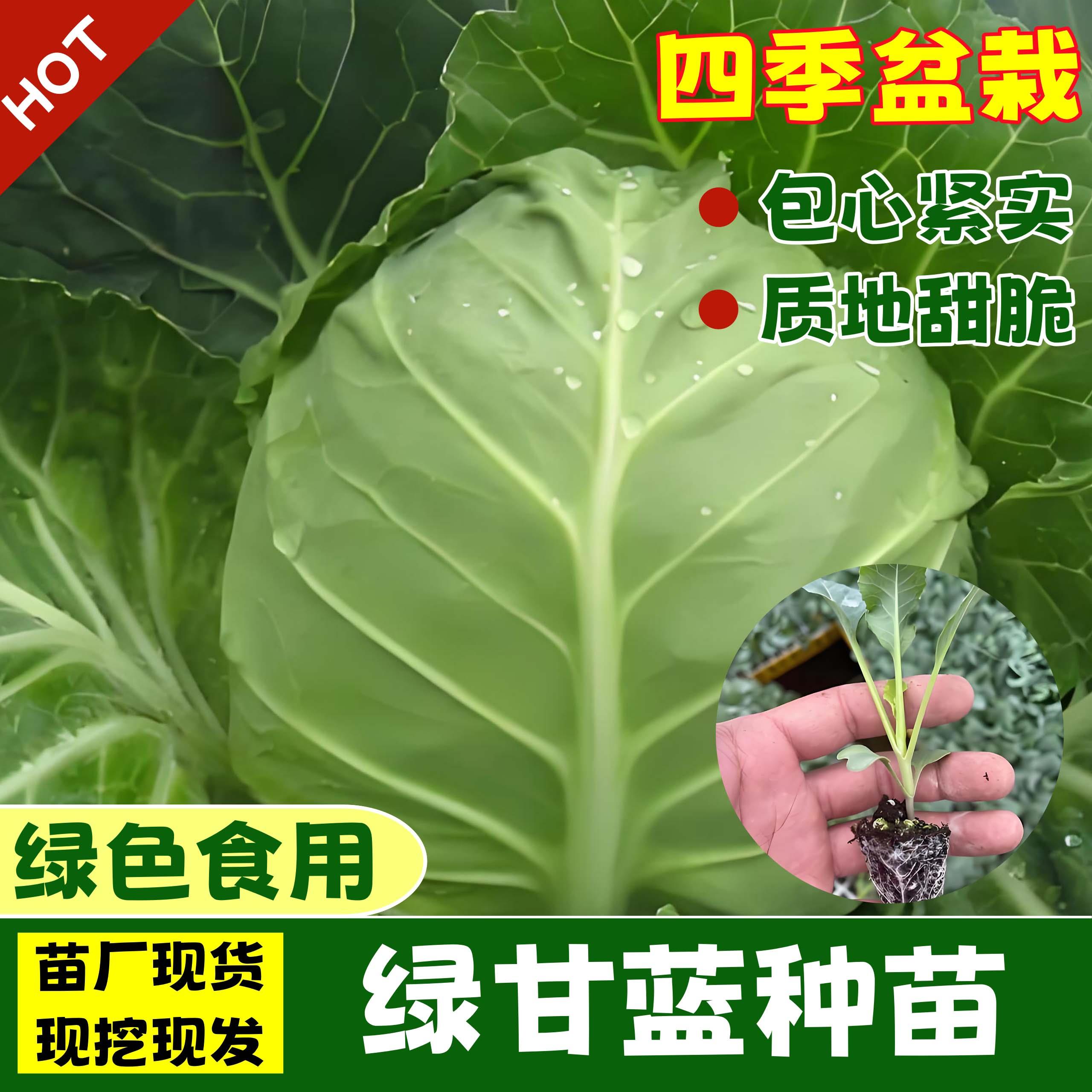 绿甘蓝苗紫包菜秧卷心孢子