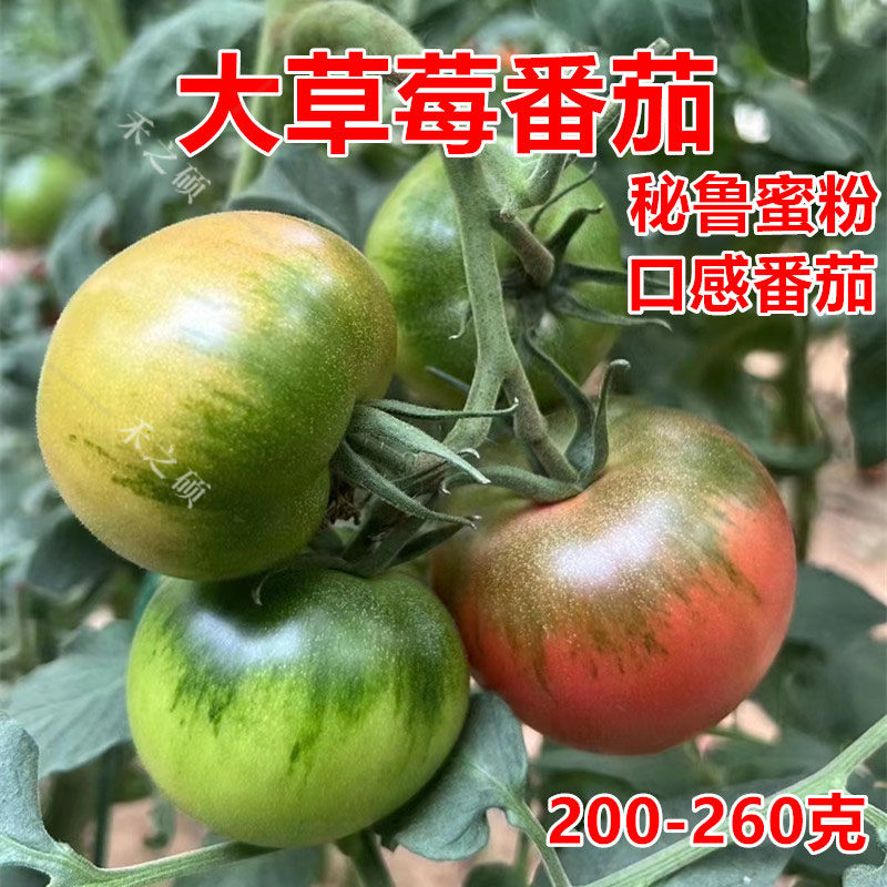 大果草莓番茄种子苗口感水