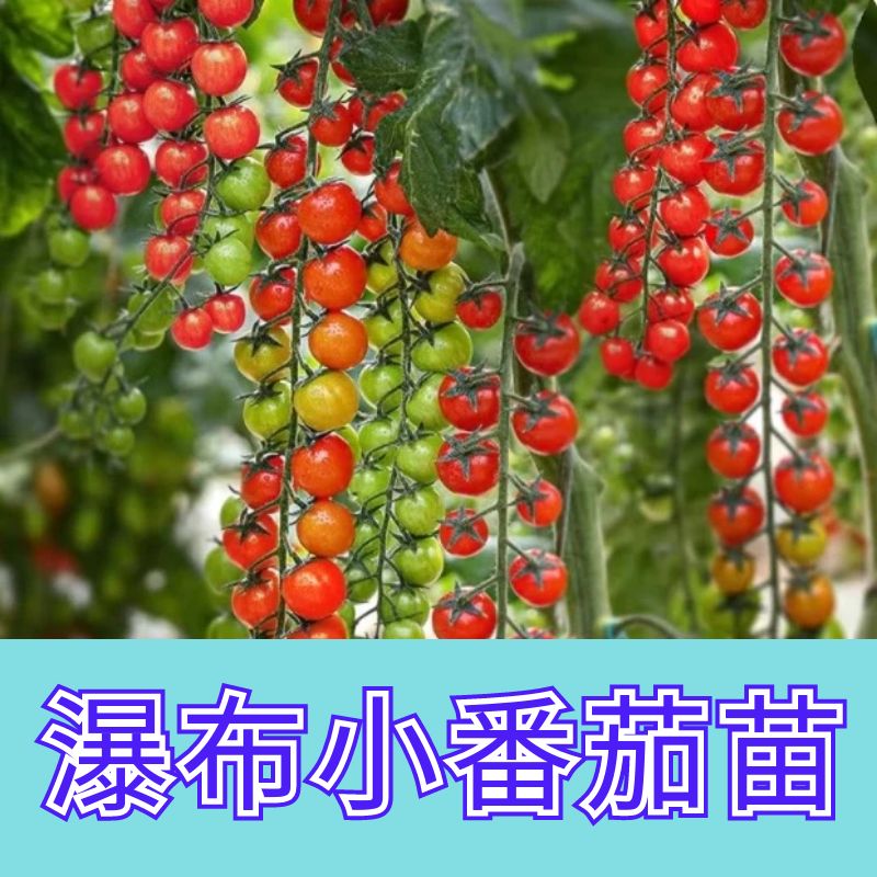千禧秧苗圣女果苗小番茄秧苗