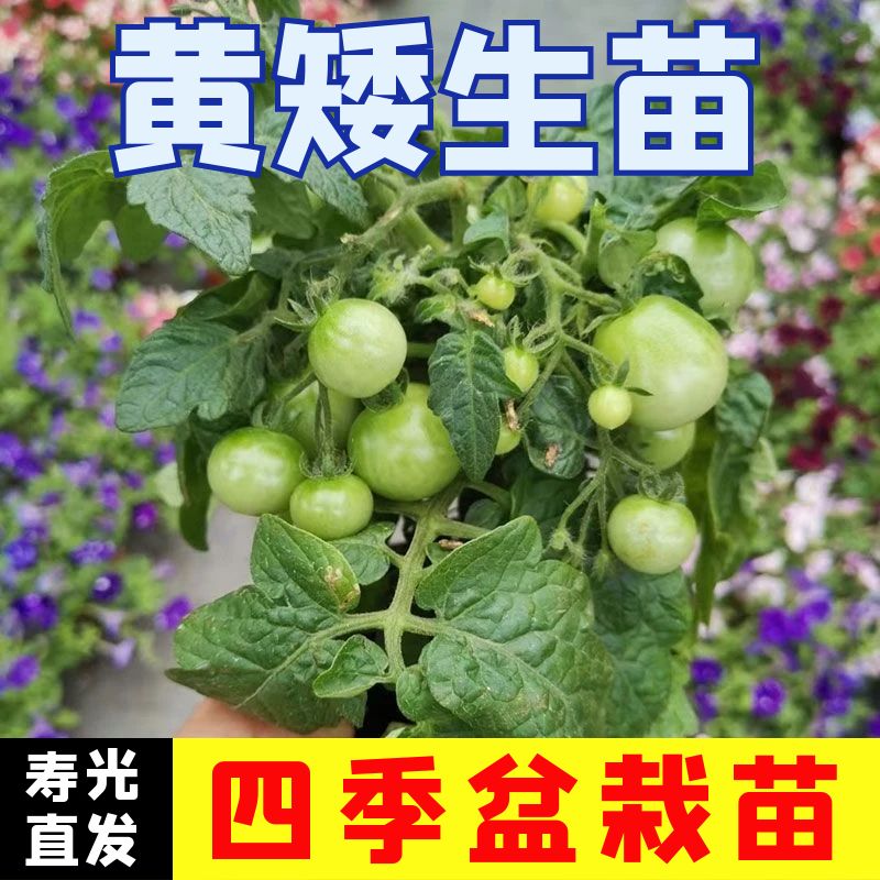 黄矮生秧苗小黄番茄苗子四季正宗