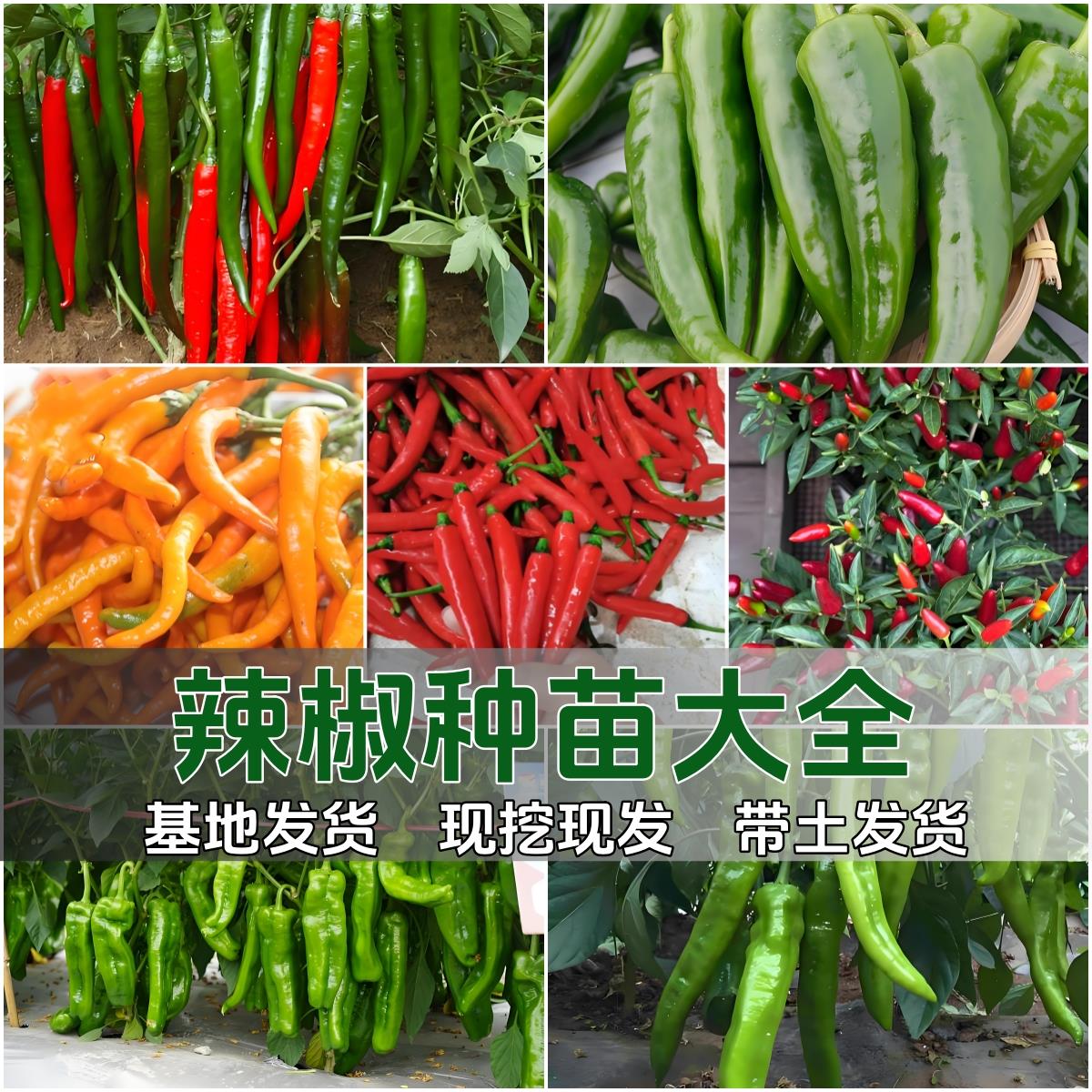 各种辣椒苗高产牛角羊小米