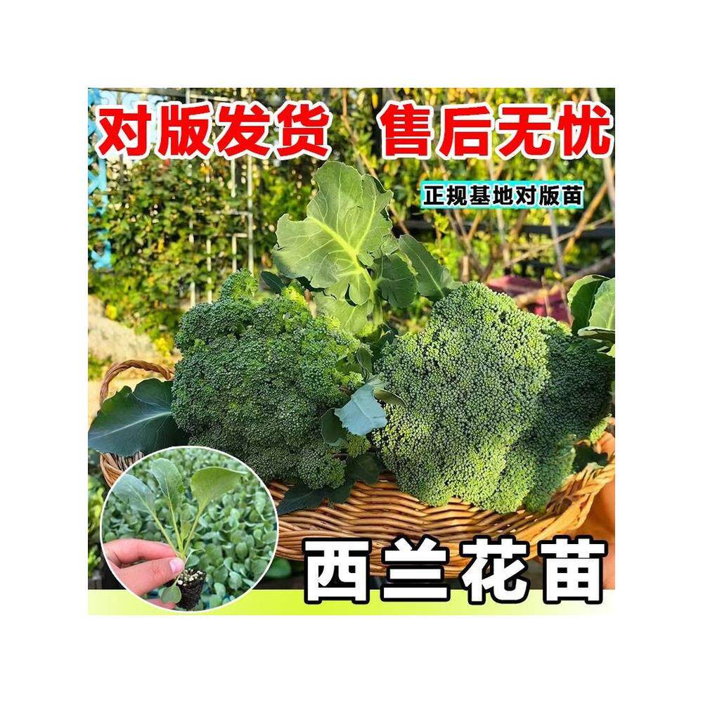 西兰花苗菜秧乌塌牛心甘蓝