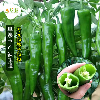 辣妹子椒种苗超青红干籽味