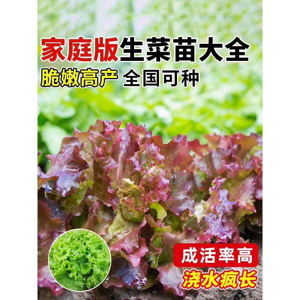 意大利紫速生菜苗带土根水