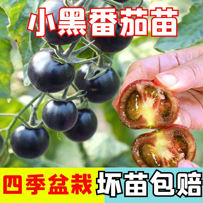 正宗小黑番茄苗黑骑士秧苗苗子