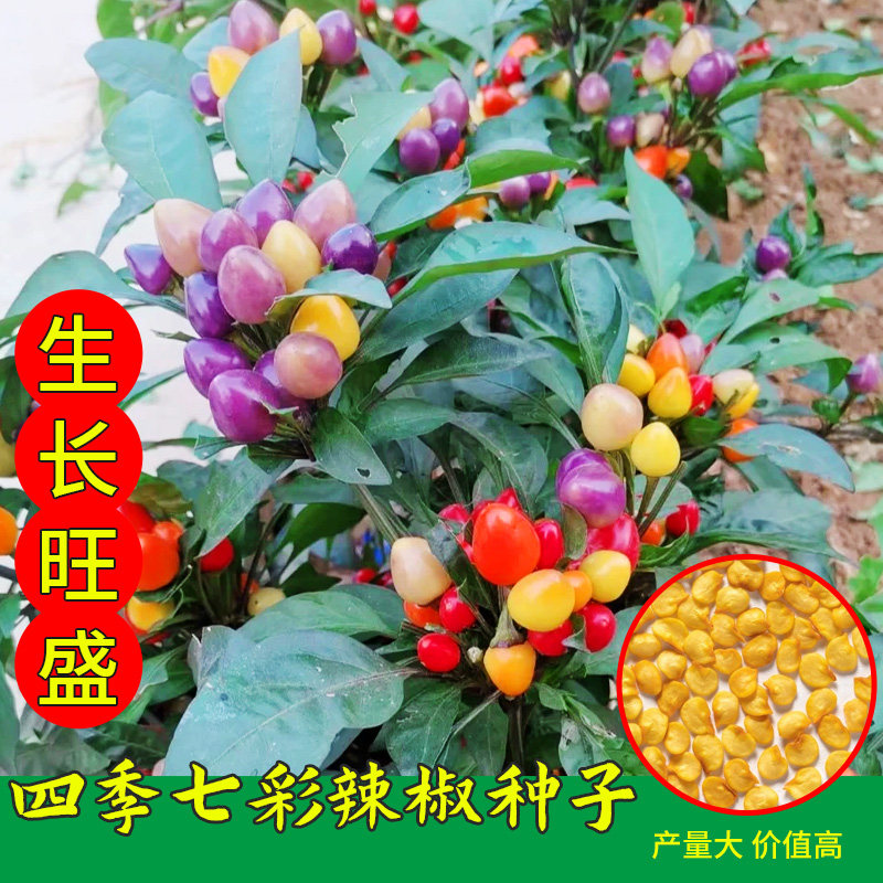 四季辣椒种子五彩小籽高产