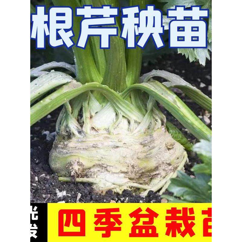 寿光根芹秧苗带土球大疙瘩
