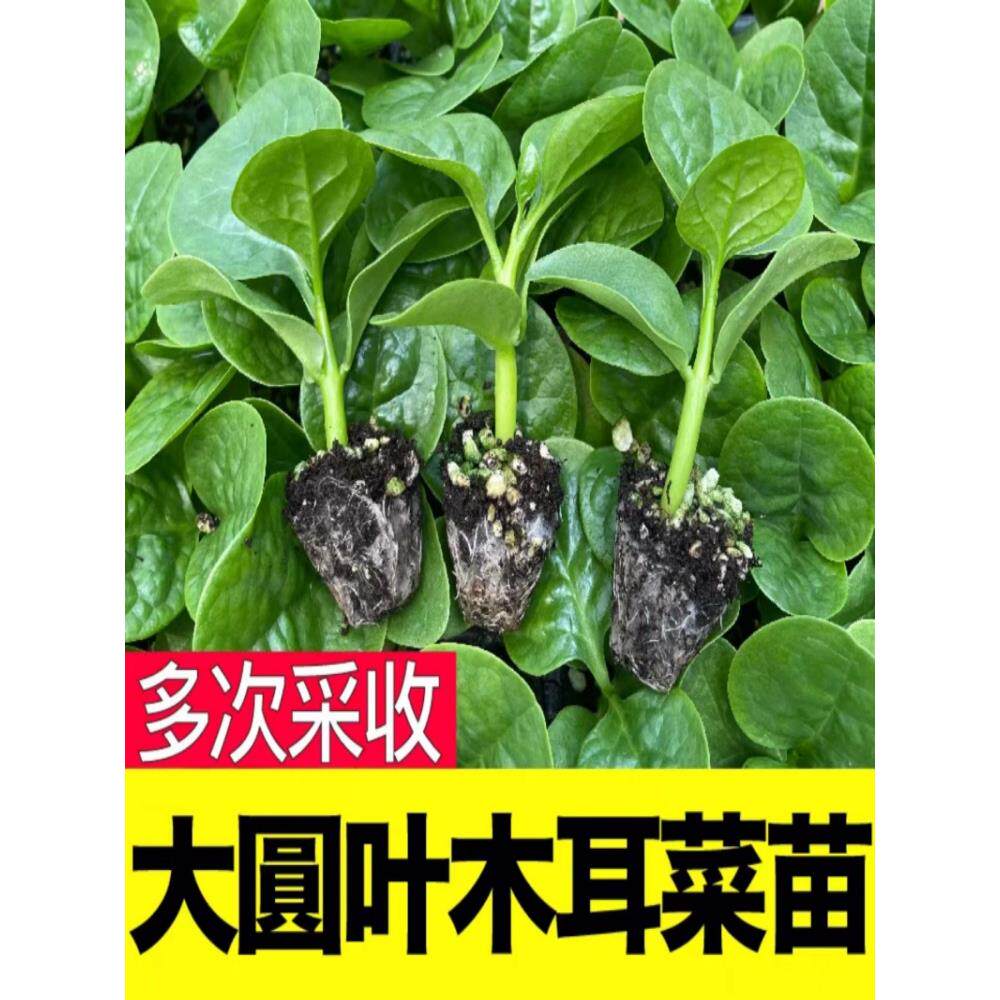 四季菜苗大叶木耳秧小茼蒿