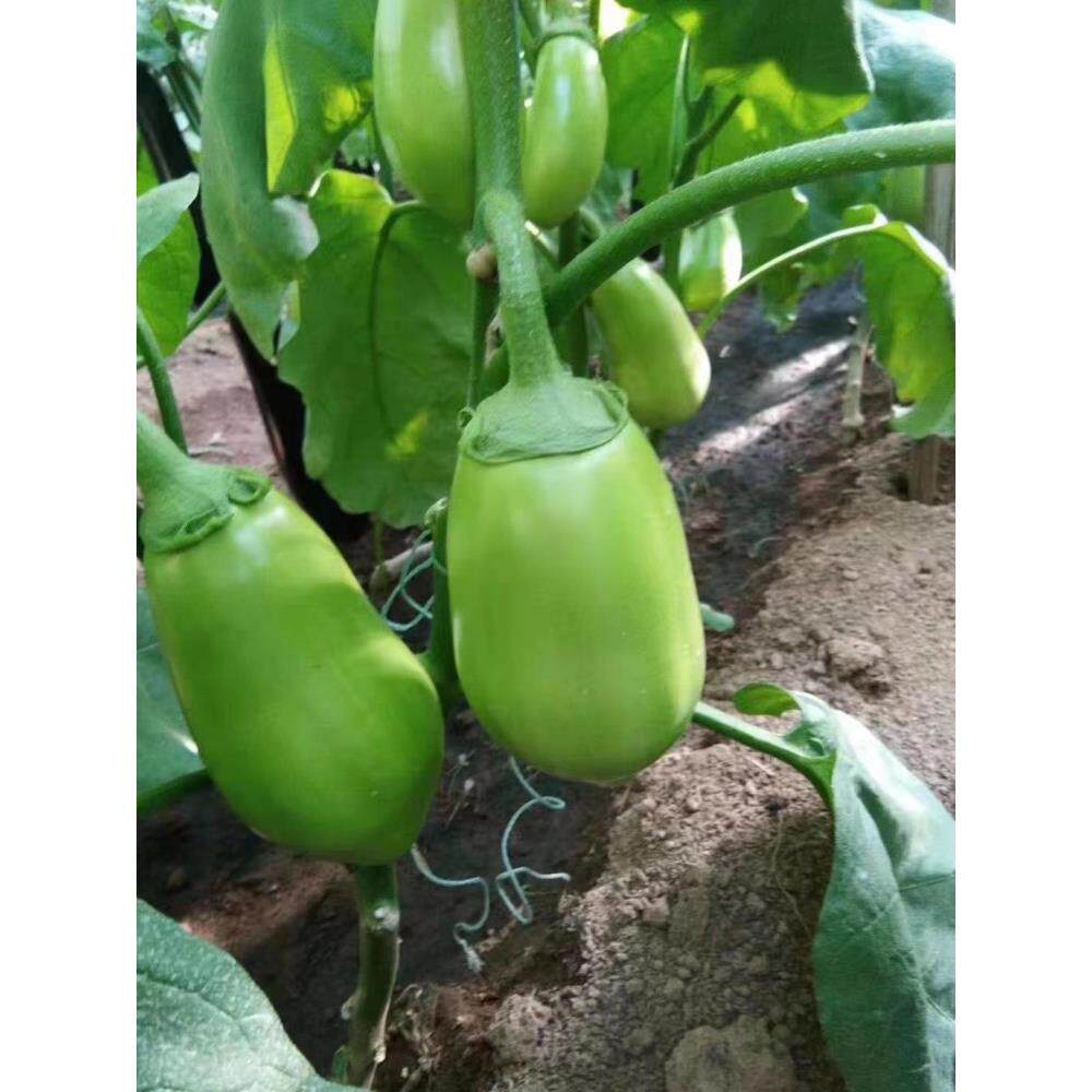 绿冠青茄子苗秧牛心高产罐