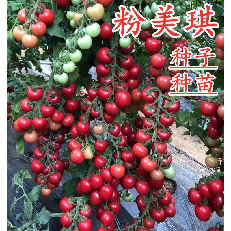 樱桃番茄种子圣女果籽贝小