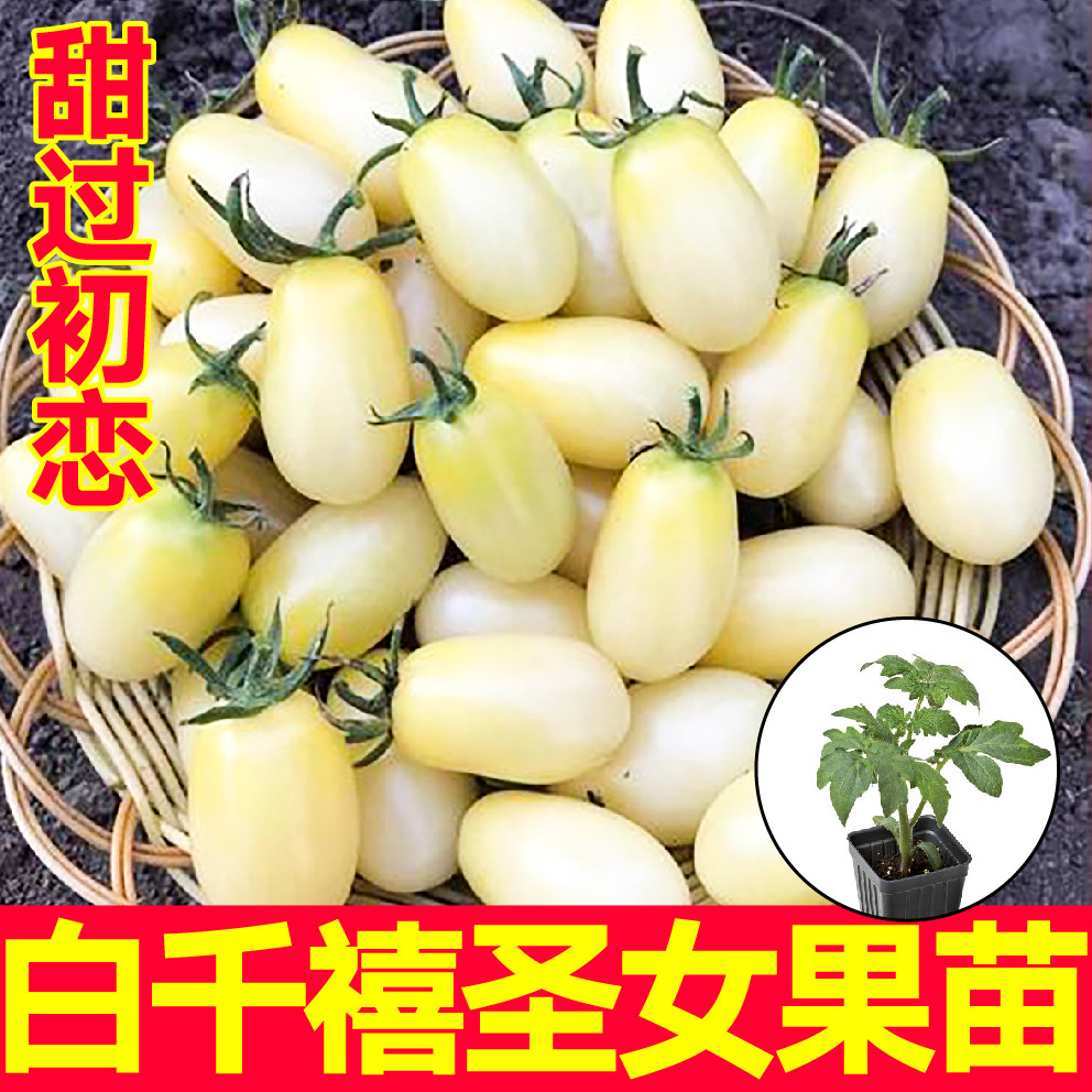 寿光超甜白千禧圣女果番茄