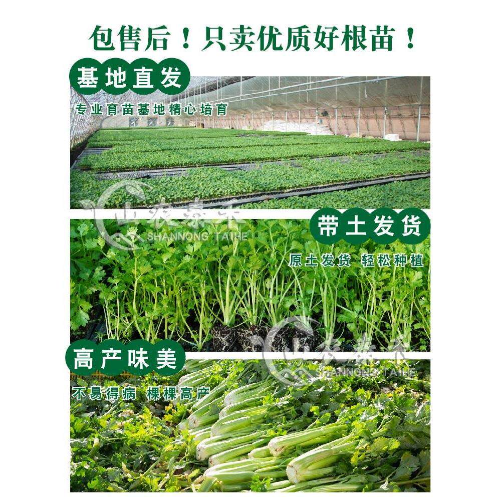 夏季菜苗耐高温蔬秧阳台盆