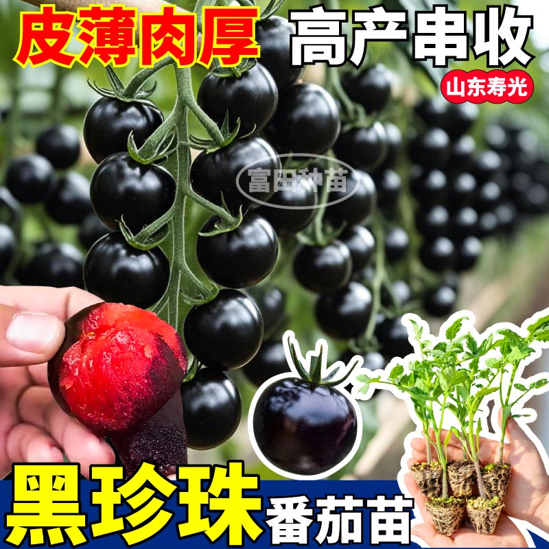 超甜黑珍珠番茄苗秧宝石西