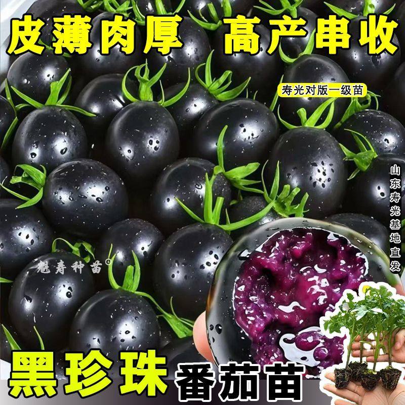 山东寿光黑珍珠番茄苗秧带