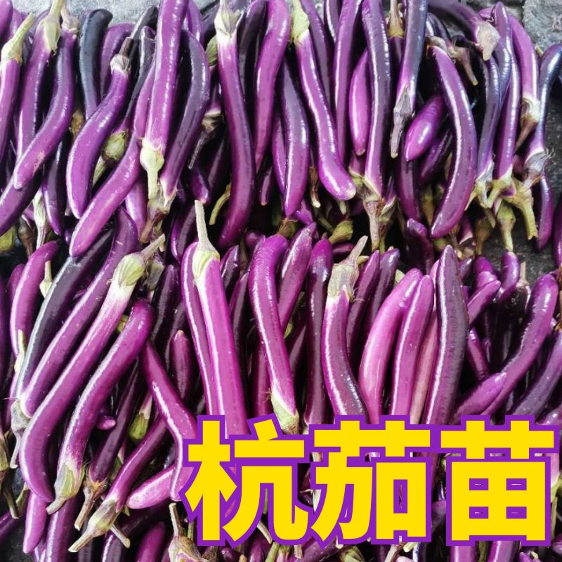 杭茄秧苗线茄秧苗四季阳台盆栽