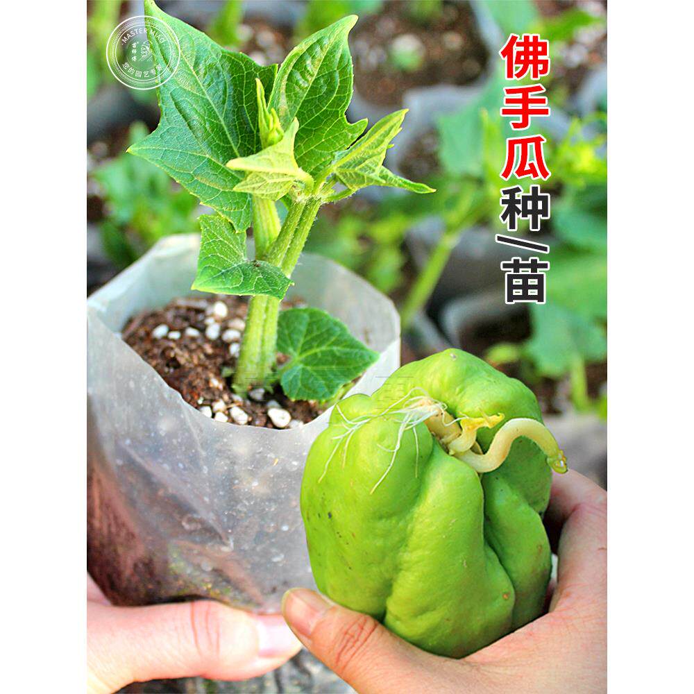 佛手瓜种苗子籽带芽新鲜发