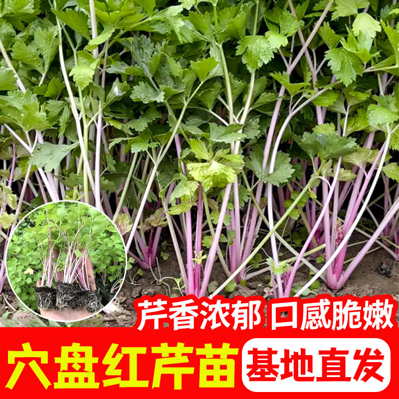 寿光红香芹苗秧带士球高铁